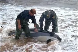 Mon premier ne brille pas par son intelligence, mon deuxime vous habille, mon troisime amne des rides, mon tout prouve que tous les humains ne sont pas des imbciles !