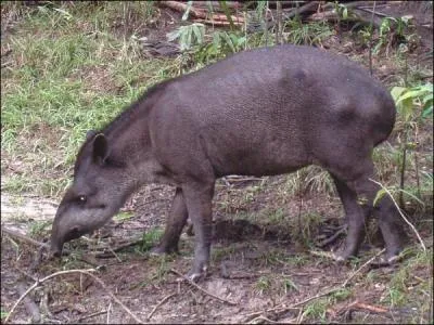 Mon premier annonce le printemps, mon deuxime me prend la tte, je me gondole avec mon troisime, et mon tout est l'appellation crole de cet animal !