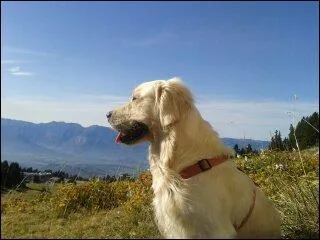 Comment ce nomme le pied rond du golden retriever ?