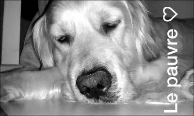 Que signifie son nom ?