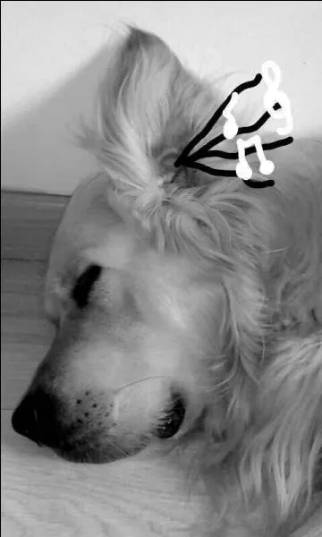 Qui est  l'origine du golden retriever ?