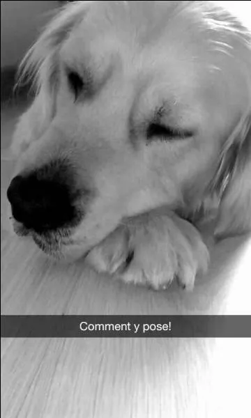 En quelle anne a eu lieu la premire naissance d'un golden retriever enregistre en France ?