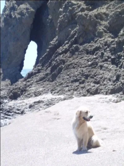 C'est un animal hypersensible, de quoi peut-il souffrir, si son matre n'est pas rgulirement prsent et ne lui donne pas suffisamment d'affection ?