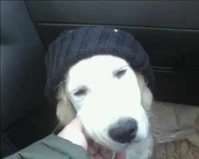 Il a un flair unique, ces qualits olfactives sont les plus importantes chez le chien.