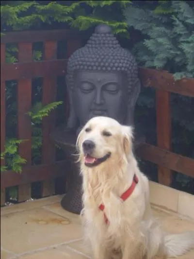 Dans quel milieu le golden est-il particulirement utilis : sa capacit d'adaptation, sa douceur, son obissance en font le chien idal dans ce domaine ?