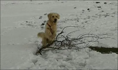 Quelle couleur de robe n'est pas admise pour le golden retriever ?