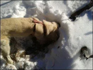 De quelle qualit inne exceptionnelle est-il dot ?