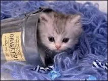 Le chat domestique est un mammifre carnivore.