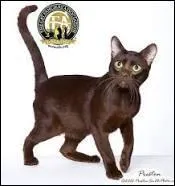 Une question difficile pour terminer. De quel pays est originaire ce chat ?