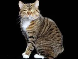 Quel est ce chat souvent sans queue ?