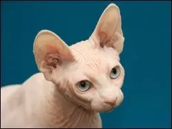 Il s'agit ici d'un ...