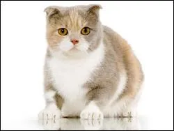 Quel est ce chat qui est confront  des problmes de surdit ?