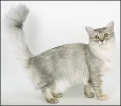 Quel est ce chat qui est fort et lourd, au thorax large et puissant ?