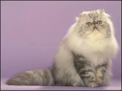 Quel chat grce  sa beaut, a eu un norme succs ?