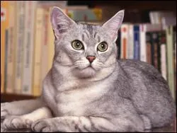 Ce chat est un Burmilla.