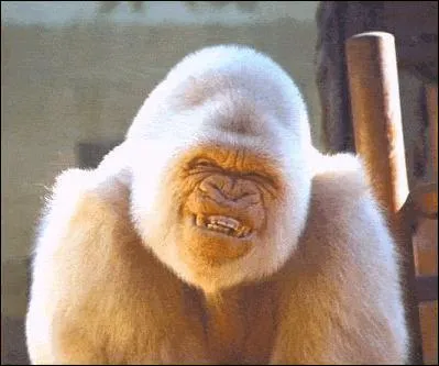 Je suis le seul albinos de mon espce connu, on m'a appel  Flocon de neige , sais-tu qui je suis ?