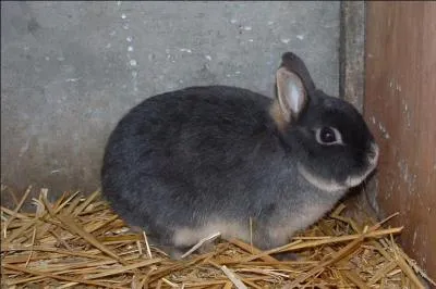 Quelle race n'est pas une race de lapins ?