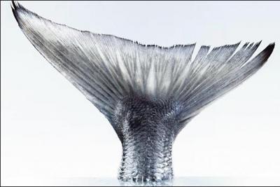 Quel Disney te rappelle cette queue de poisson ?