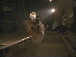 Comment s'appelle le chien de Doc en 1955 ?