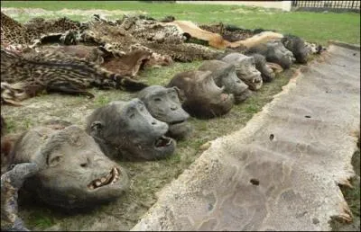 L'homme est le plus cruel de tous les animaux, il est le seul capable d'infliger une douleur  ses congnres sans autre motif que le plaisir !