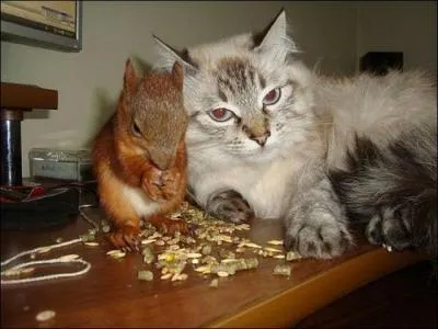 Si vous tes digne de son affection, un chat deviendra votre ami, mais jamais votre esclave !