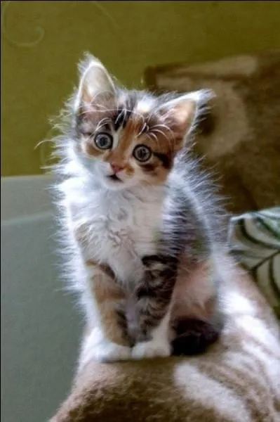 Comme le disait cet ami (trs bon ami) de Jean Marais : Si je prfre les chats aux chiens, c'est parce qu'il n'y a pas de chat policier !