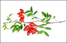 Quel est le nom du fruit de l'glantier et du rosier ?
