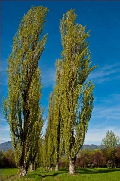 Vous devez savoir si nous vivons dans une "ochlocratie", oui ou non ?
