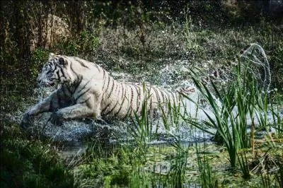 En Chine, on prte au pnis de tigre, surtout celui de Sumatra, des vertus aphrodisiaques !