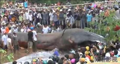 Cette image a fait le tour du monde, au Vietnam, on aurait dcouvert un monstre marin, une sorte de ver gant de plus de dix mtres et de plusieurs centaines de kilogrammes, on a donc effectivement dcouvert un cadavre, ver marin, c'est une autre histoire !