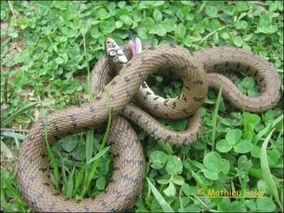 Une nouvelle qui va faire plaisir  pas mal de monde : Les serpents n'existent pas en Irlande !