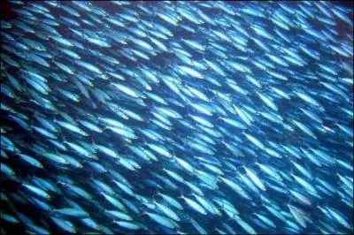  Petit poisson deviendra grand, pourvu que Dieu lui prte vie.  Voil la morale de la fable  Le Petit Poisson et le Pcheur , mais quelles sont les sources de Jean de La Fontaine ?