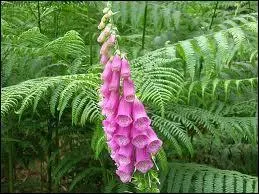 Saurez-vous reconnatre cette fleur toxique ?