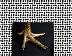 Quel animal correspond à ces deux images ?