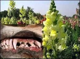 Quel animal correspond à ces deux images ?