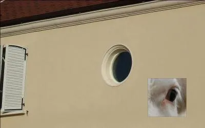 Quel animal correspond à ces deux images ?