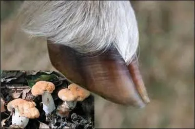 Quel animal correspond à ces deux images ?