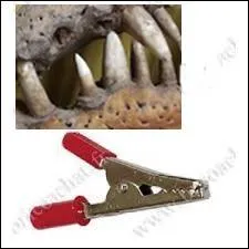 Quel animal correspond à ces deux images ?