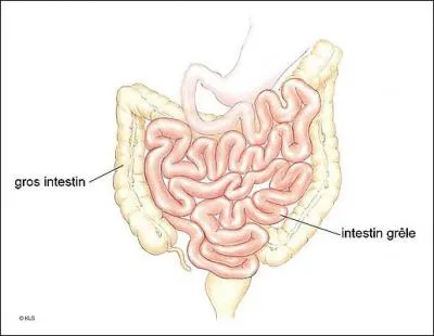 Quel organe n'appartient pas  l'intestin grle ?