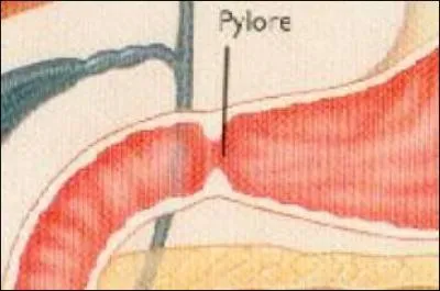 Le sphincter du pylore concerne quel organe ?