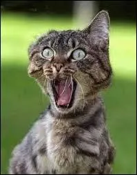 Aaaaah ! Quel est cet animal qui est surpris ?