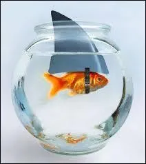 Quel est l'animal prsent sur la photo de la question n6 ?