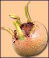 Quiz Fruits