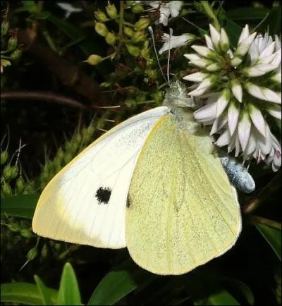 Ce papillon est-il de la catégorie diurne ou nocturne ?
