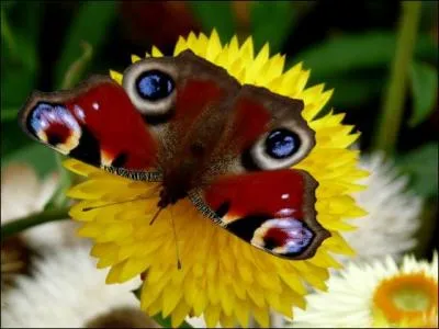 Quelle est la nourriture principale du paon du jour ?