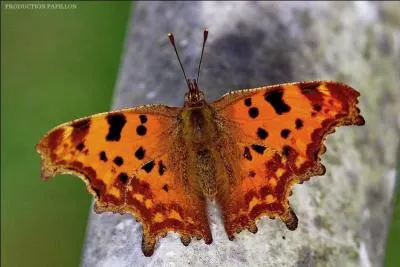Quelle est la caractéristique de ce papillon ?