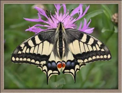 A quelle famille appartient ce papillon ?