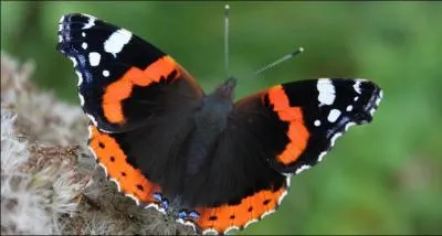 De quel papillon s'agit-il ?