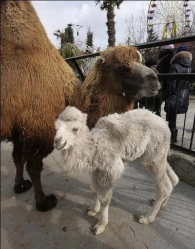 On va voir si tu as la bosse des sciences naturelles, car si tu vois double, tu vas trouver le nom de l'animal !