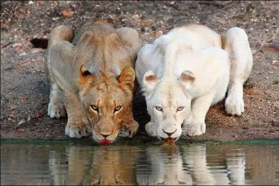 Comme tu peux le voir sur la photo, il y a deux pumas dont un albinos !